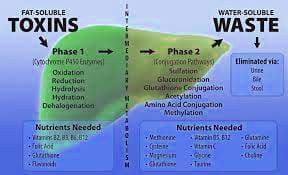 Toxin Elimination