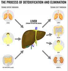 Toxin Elimination