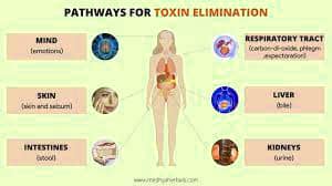 Toxin elimination 